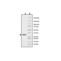 CD38, FLAG-Tag (Pig), HiP™ Recombinant – Figure 1 of 4
