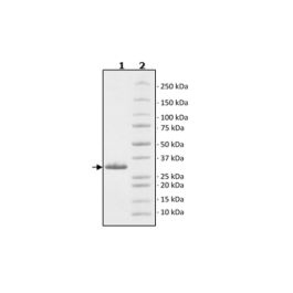 CD38, FLAG-Tag (Pig), HiP™ Recombinant – Figure 1 of 4