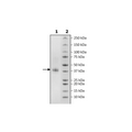 CLEC1B, His-Avi-Tag Recombinant – Figure 1 of 1