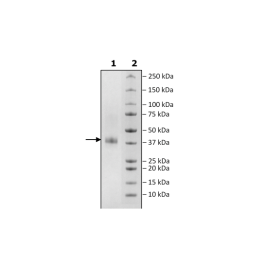 CLEC1B, His-Avi-Tag Recombinant – Figure 1 of 1
