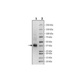 CLEC1B, His-Avi-Tag, Biotin-Labeled Recombinant – Figure 1 of 2