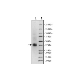 CLEC1B, His-Avi-Tag, Biotin-Labeled Recombinant – Figure 1 of 2