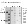 CD22, Fc Fusion, Avi-Tag, PE-labeled Recombinant – Figure 1 of 1