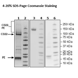 CD22, Fc Fusion, Avi-Tag, PE-labeled Recombinant – Figure 1 of 1