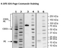 CD33, Fc Fusion, Avi-Tag, PE-labeled Recombinant – Figure 1 of 1
