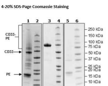 CD33, Fc Fusion, Avi-Tag, PE-labeled Recombinant – Figure 1 of 1