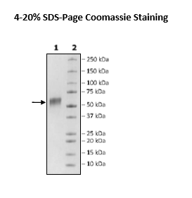 CD123, Avi-His-Tag Recombinant – Figure 1 of 2