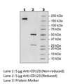 Anti-CD123 IgG Antibody – Figure 1 of 2