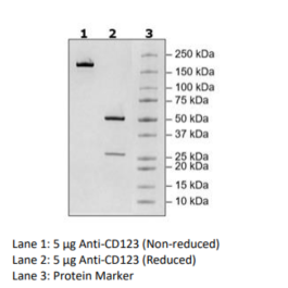 Anti-CD123 IgG Antibody – Figure 1 of 2
