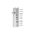NCAM1, Avi-His-Tag, HiP™ Recombinant – Figure 1 of 2