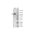 NCAM1, Avi-His-Tag, Biotin-Labeled Recombinant – Figure 1 of 3