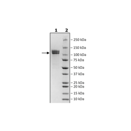 NCAM1, Avi-His-Tag, Biotin-Labeled Recombinant – Figure 1 of 3