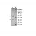 Anti-CD19-Anti-CD3 IgG format Bispecific Antibody – Figure 1 of 2