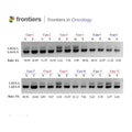 2× Hieff™ HotStart PCR Genotyping Master Mix (With Dye)