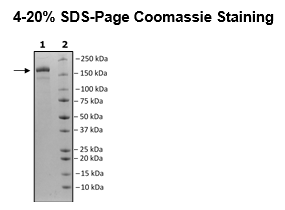 Spike Trimer (S1+S2) (B.1.351, Beta Variant, Δ242-244) (SARS-CoV-2) Recombinant – Figure 1 of 1