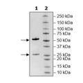 Anti-CD19 IgG Antibody, Biotin-Labeled – Figure 1 of 2