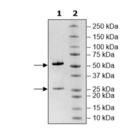 Anti-CD19 IgG Antibody, Biotin-Labeled – Figure 1 of 2