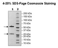 Anti-CD235a IgG1 Antibody, Biotin-Labeled – Figure 1 of 2