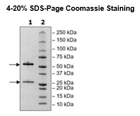 Anti-CD235a IgG1 Antibody, Biotin-Labeled – Figure 1 of 2