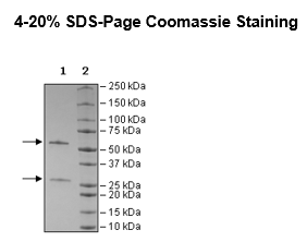 Anti-NCAM1 (CD56) IgG Antibody, Biotin-labeled – Figure 1 of 2