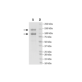 CDK13/Cyclin K, GST-Tags Recombinant – Figure 1 of 1