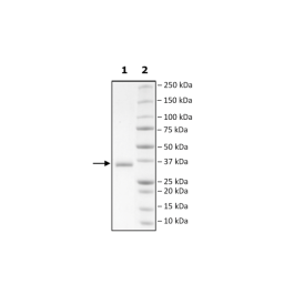 Spike S1 RBD (B.1.617 Variant), Avi-His-Tag (SARS-CoV-2) HiP™ Recombinant – Figure 1 of 2