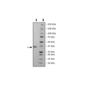 Spike S1 RBD (B.1.617.2.1, Delta Plus Variant), Avi-His-Tag, Biotin-Labeled (SARS-CoV-2) HiP™ Recombinant – Figure 1 of 3