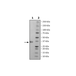 Spike S1 RBD (B.1.617.2.1, Delta Plus Variant), Avi-His-Tag, Biotin-Labeled (SARS-CoV-2) HiP™ Recombinant – Figure 1 of 3