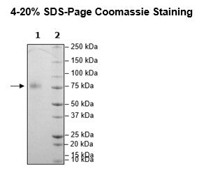 CD36, Avi-His-Tag Recombinant – Figure 1 of 1