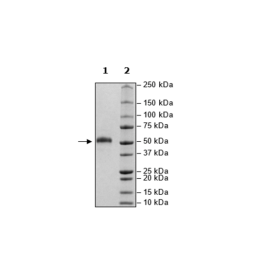 CLEC2D, Fc Fusion (lgG1), Avi-Tag Recombinant – Figure 1 of 1