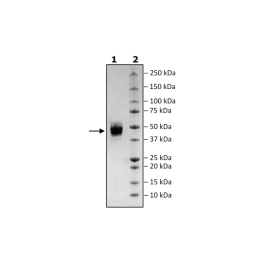 CD14, Avi-His-Tag HiP™ Recombinant – Figure 1 of 2