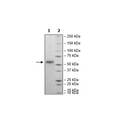 CLEC2D, Fc Fusion (lgG1), Avi-Tag, Biotin-Labeled HiP™ Recombinant – Figure 1 of 3