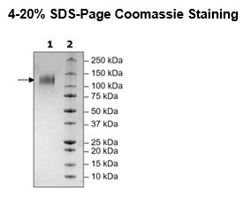 CD34, Avi-His-Tag HiP™ Recombinant – Figure 1 of 2
