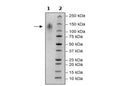 CD34, Avi-His-Tag, Biotin-Labeled Recombinant – Figure 1 of 2