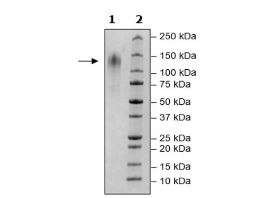 CD34, Avi-His-Tag, Biotin-Labeled Recombinant – Figure 1 of 2