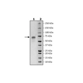 CD235a, Fc Fusion (lgG1), Avi-Tag HiP™ Recombinant – Figure 1 of 2