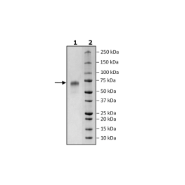 CD235a, Fc Fusion (lgG1), Avi-Tag HiP™ Recombinant – Figure 1 of 2