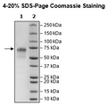 CD235a, Fc Fusion (lgG1), Avi-Tag, Biotin-Labeled HiP™ Recombinant – Figure 1 of 3