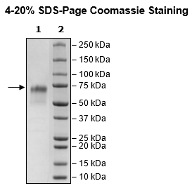 CD235a, Fc Fusion (lgG1), Avi-Tag, Biotin-Labeled HiP™ Recombinant – Figure 1 of 3