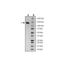 ACE2, Fc Fusion (lgG1), Avi-Tag Recombinant – Figure 1 of 2