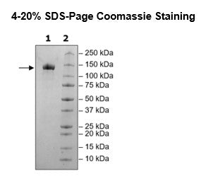 ACE2, Fc Fusion (lgG1), Avi-Tag, Biotin-Labeled HiP™ Recombinant – Figure 1 of 4