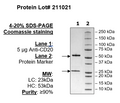 Anti-CD20 IgG Antibody, Biotin-labeled – Figure 1 of 2