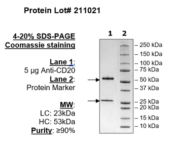 Anti-CD20 IgG Antibody, Biotin-labeled – Figure 1 of 2