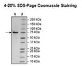 GRP78, FLAG-Tag Recombinant – Figure 1 of 1