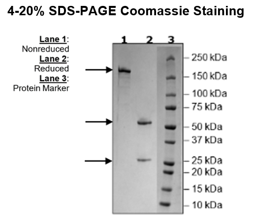 Anti-CD2 IgG Antibody – Figure 1 of 2