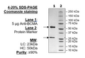 Anti-BCMA Antibody – Figure 1 of 2