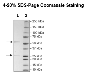 Anti-FcGR3A (CD16A) IgG Antibody, Biotin-Labeled – Figure 1 of 2