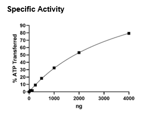 CDK12/Cyclin K, GST-Tags Recombinant – Figure 1 of 2