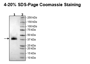 CD2, Avi-His-Tag HiP™ Recombinant – Figure 1 of 2