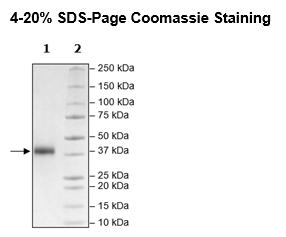 CD2, Avi-His-Tag, Biotin-Labeled HiP™ Recombinant – Figure 1 of 3